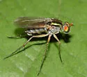 Dolichopus variabilis