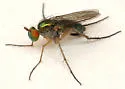 Dolichopus variabilis - photo 2
