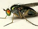 Dolichopus variabilis - photo 3