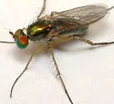 Dolichopus variabilis - photo 4