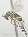 Dolichopus variabilis - photo 5