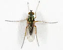Dolichopus versutus - photo 2