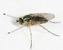 Dolichopus versutus - photo 3