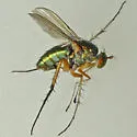 Dolichopus vigilans