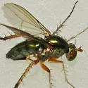 Dolichopus vigilans - photo 2