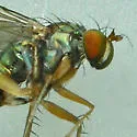 Dolichopus vigilans - photo 3
