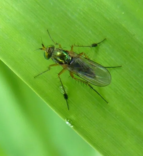 Dolichopus wahlbergi