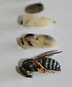 Arctic Aerial Yellowjacket