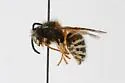 Arctic Aerial Yellowjacket - photo 2