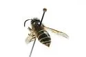Arctic Aerial Yellowjacket - photo 5