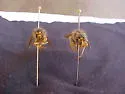 Rocky Mountain Aerial Yellowjacket