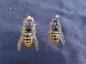 Rocky Mountain Aerial Yellowjacket - photo 2