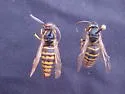 Rocky Mountain Aerial Yellowjacket - photo 3