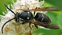 Parasitic Aerial Yellowjacket