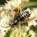 Parasitic Aerial Yellowjacket - photo 2