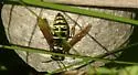 Parasitic Aerial Yellowjacket - photo 3