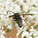 Parasitic Aerial Yellowjacket - photo 4