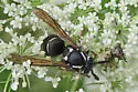 Parasitic Aerial Yellowjacket - photo 5