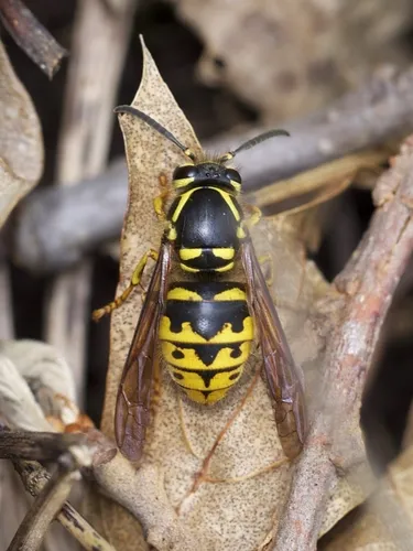 Common Aerial Yellowjacket - photo 2