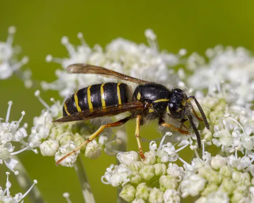Northern Aerial Yellowjacket