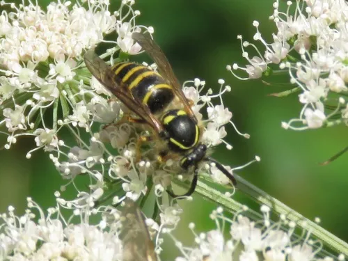 Dolichovespula saxonica
