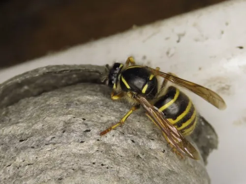 Dolichovespula saxonica - photo 2