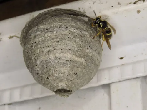 Dolichovespula saxonica - photo 3