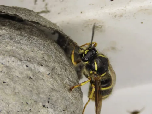 Dolichovespula saxonica - photo 4
