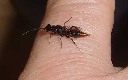 Dolichurus basuto