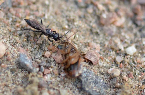 Dolichurus corniculus