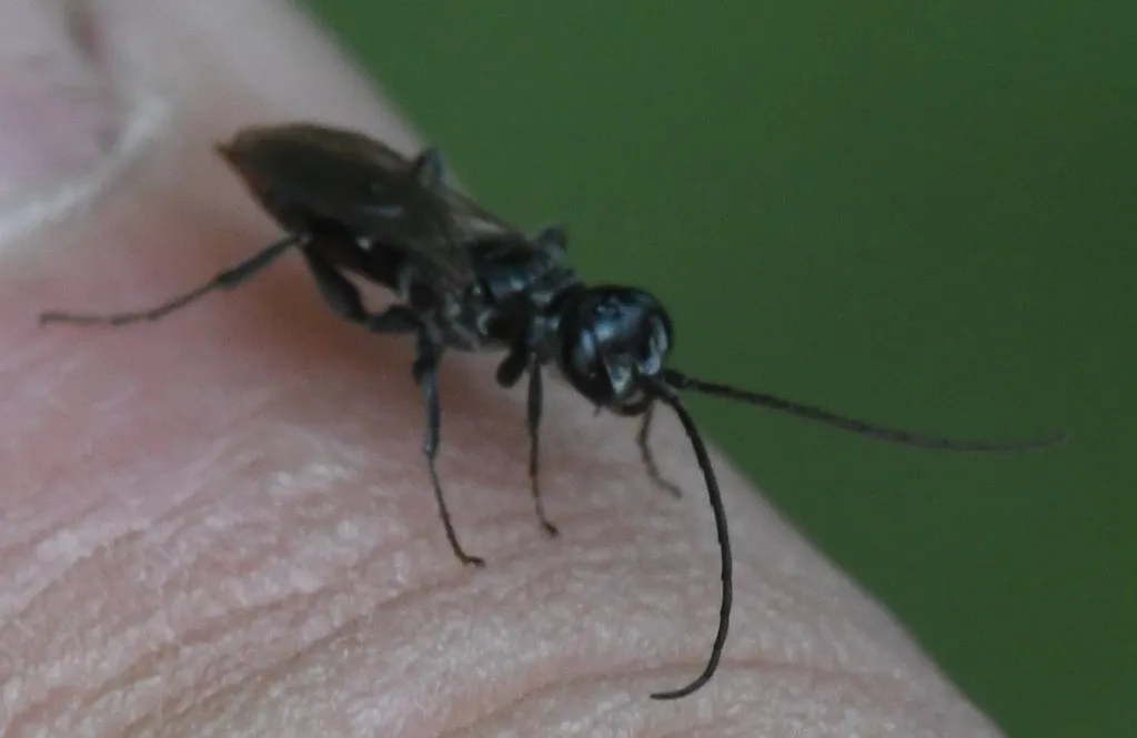 Dolichurus greenei