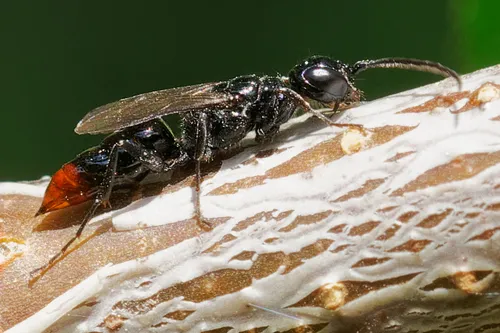 Dolichurus haemorrhous