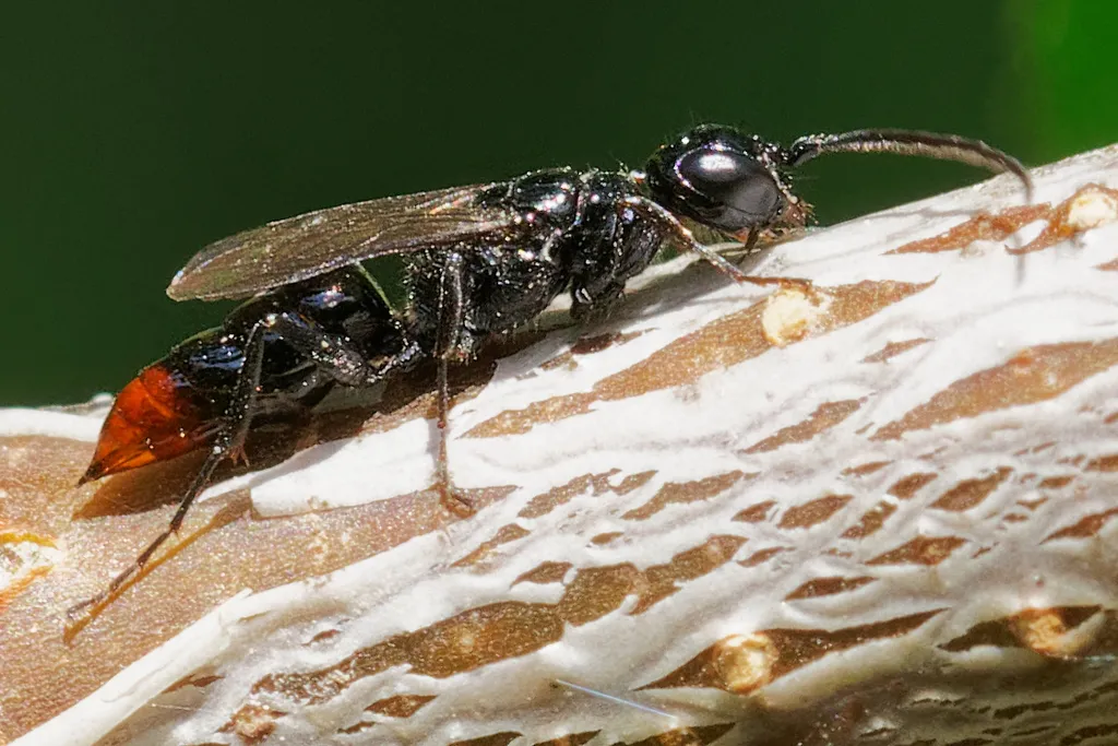Dolichurus haemorrhous - photo 2