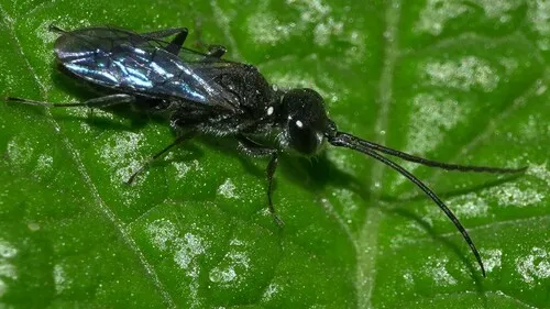 Dolichurus taprobanae