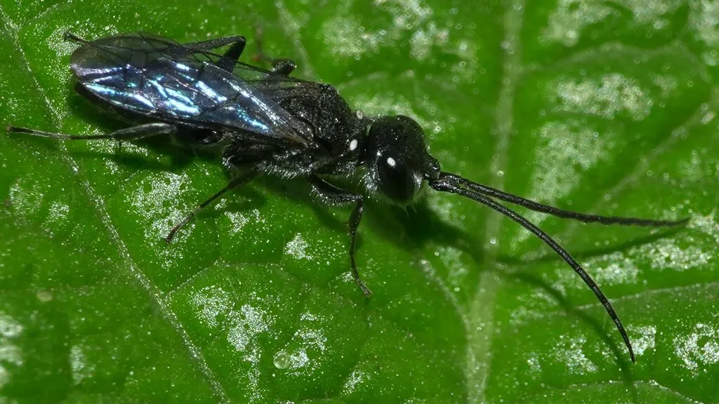 Dolichurus taprobanae - photo 2