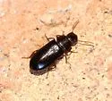 Doliodesmus charlesi