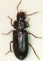 Doliodesmus charlesi - photo 2