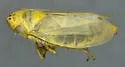Doliotettix lunulatus - photo 2