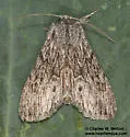 Dolocucullia dentilinea - Hodges#10188