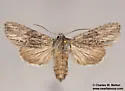 Dolocucullia dentilinea - Hodges#10188 - photo 3