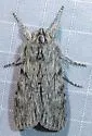 Dolocucullia dentilinea - Hodges#10188 - photo 4