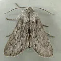 Dolocucullia poolei - Hodges#10188.1 - photo 4