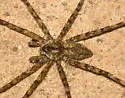 Whitebanded Fishing Spider
