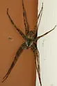 Whitebanded Fishing Spider - photo 3