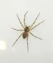 Whitebanded Fishing Spider - photo 5
