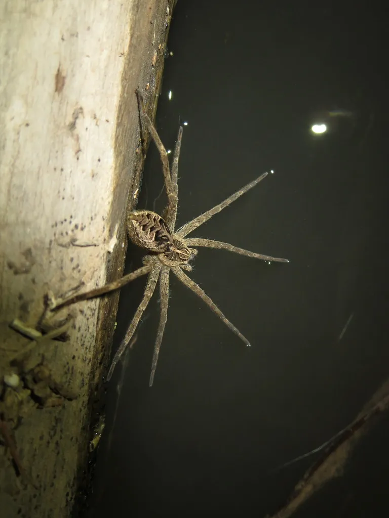 Dolomedes gertschi