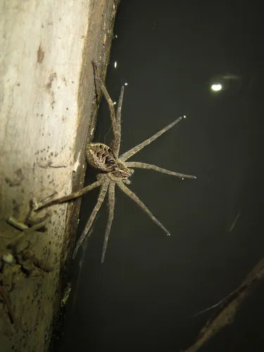 New Mexico Fishing Spider - photo 2
