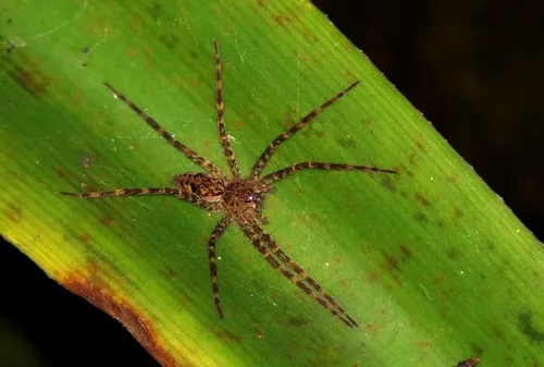 Okefenokee Fishing Spider - photo 3