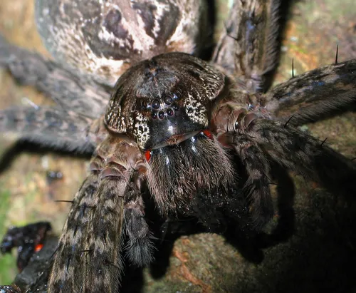 Okefenokee Fishing Spider - photo 4
