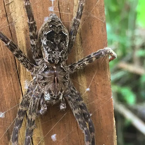 Okefenokee Fishing Spider - photo 5